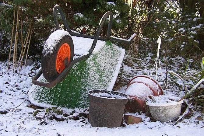 January in the garden