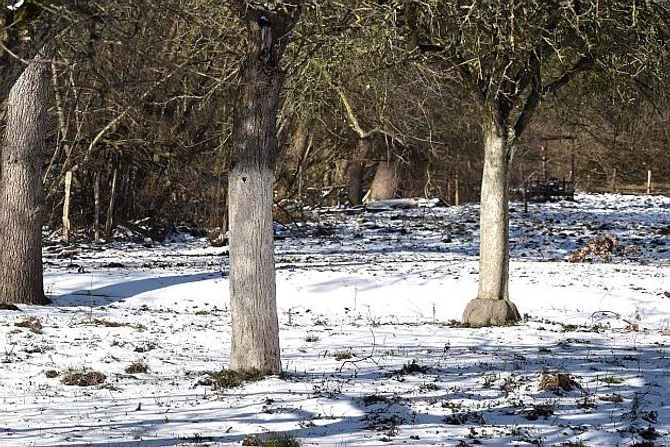Why are the trees painted white in winter ?