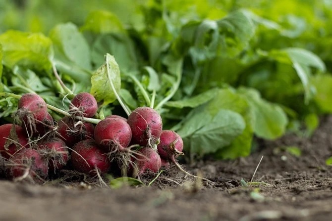 Why is it very important to break radish?