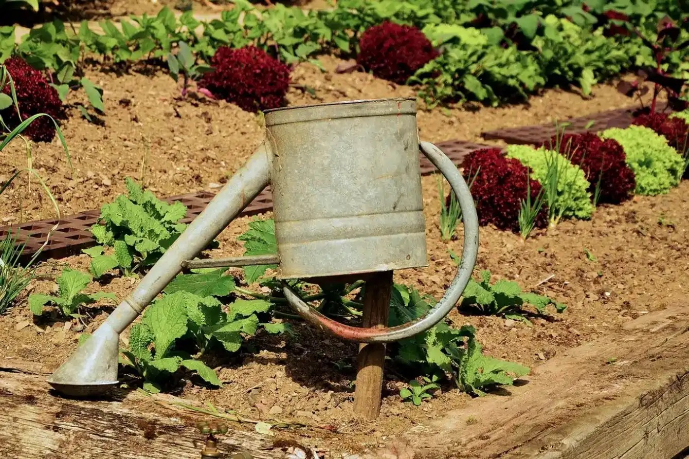 Efficient irrigation and water saving in the garden: practical tips and tricks