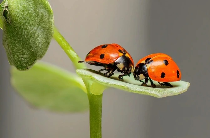 Ladybugs: Great fighters against aphids in your garden