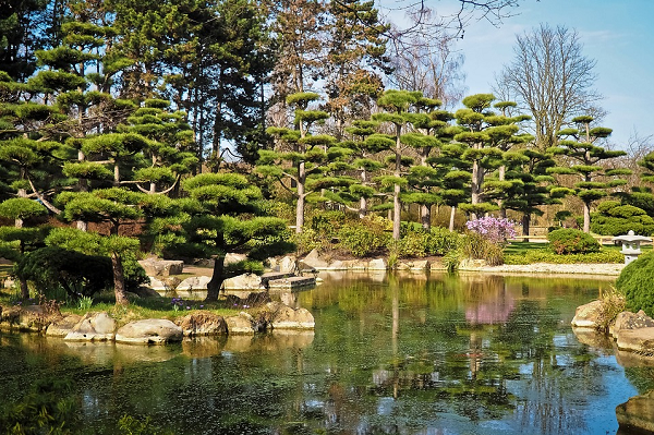 Establishing a garden