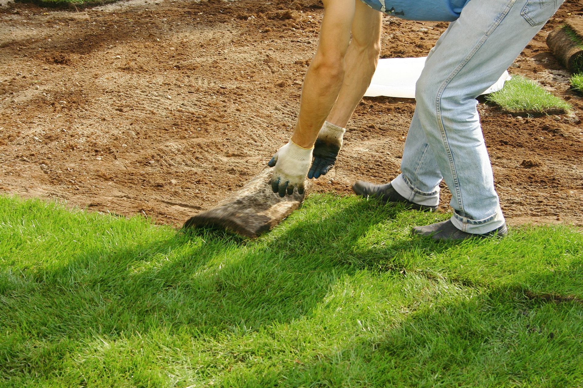 Regeneracja trawnika po upałach – Jak uratować suchy trawnik? [Poradnik]