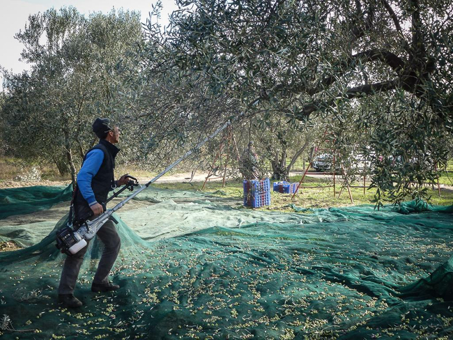 CIFARELLI SC605 SHAKER PROFESSIONAL FRUIT PUMPING PLUMBERS BRANCHES CHERRY PLUMBERS OLIVE etc. PREMIUM CLASS ORCHARD GARDEN WITH HOOK - OFFICIAL DISTRIBUTOR - AUTHORIZED CIFARELLI DEALER