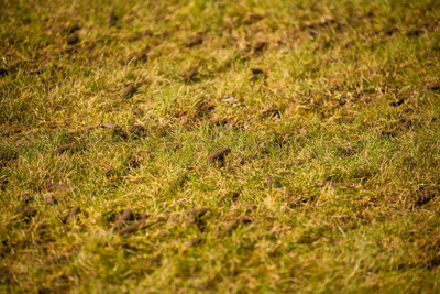 WEIBANG WB517AB AERATOR SPALINOWY DO TRAWY RURKOWY BĘBNOWY 5 KM B&S Briggs & Stratton 750Series  WB517 WB 517 EWIMAX - OFICJALNY DYSTRYBUTOR - AUTORYZOWANY DEALER WEIBANG