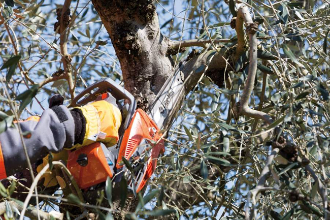 OLEO-MAC GSTH 240 PROFESSIONAL CHAINSAW CHAIN SAW LOPPER LOPPER LOPPER PREMIUM GRADE 50359001E5 EWIMAX-OFFICIAL DISTRIBUTOR - AUTHORIZED OLEO-MAC DEALER