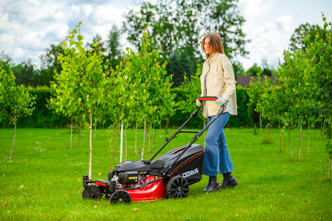 CEDRUS KS51S-H-ZT HONDA 5in1 SPRINEL MOWER WITH DRIVE 51cm / 4.6 HP HONDA GCV170 - EWIMAX - OFFICIAL DISTRIBUTOR - AUTHORIZED DEALER CEDRUS