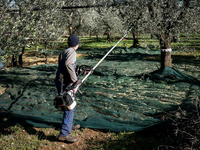 CIFARELLI SC605 SHAKER PROFESSIONAL FRUIT PUMPING PLUMBERS BRANCHES CHERRY PLUMBERS OLIVE etc. PREMIUM CLASS ORCHARD GARDEN WITH HOOK - OFFICIAL DISTRIBUTOR - AUTHORIZED CIFARELLI DEALER