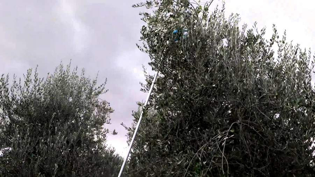 CIFARELLI SC605 SHAKER PROFESSIONAL FRUIT PUMPING PLUMBERS BRANCHES CHERRY PLUMBERS OLIVE etc. PREMIUM CLASS ORCHARD GARDEN WITH HOOK - OFFICIAL DISTRIBUTOR - AUTHORIZED CIFARELLI DEALER