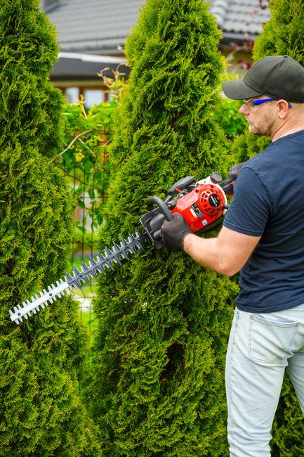 CEDRUS NZ02 SEKATOR SPRINEL SHARPS FOR CRIMINAL TREE AND TREE SHrubs SPRINEL HARVES 61cm - EWIMAX - OFFICIAL DISTRIBUTOR - AUTHORIZED DEALER CEDRUS