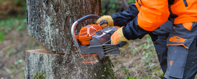 OLEO-MAC GS 630 PROFI PROFESSIONAL CHAINSAW CHAIN SAW 5.2 KM PREMIUM 50029127E5 GS630 AUTHORIZED OLEO-MAC DEALER