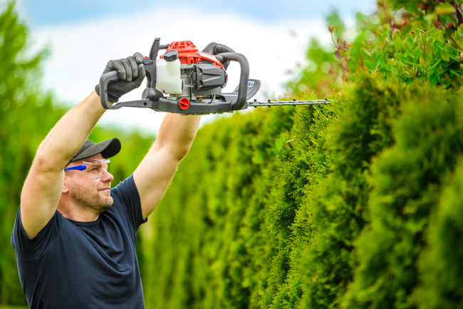 CEDRUS NZ02 SEKATOR SPRINEL SHARPS FOR CRIMINAL TREE AND TREE SHrubs SPRINEL HARVES 61cm - EWIMAX - OFFICIAL DISTRIBUTOR - AUTHORIZED DEALER CEDRUS