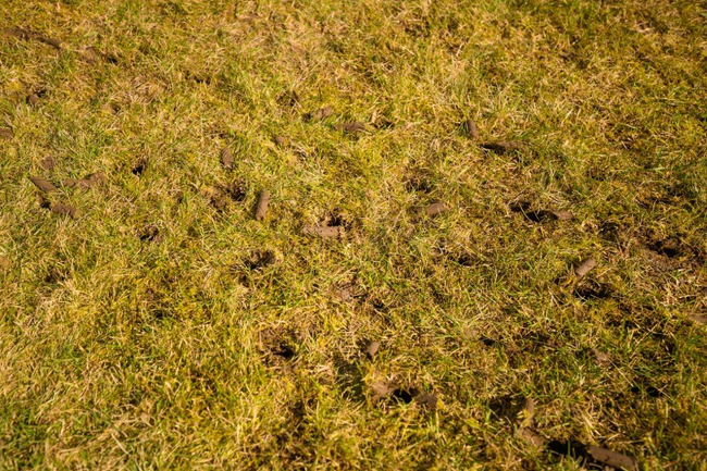 WEIBANG WB457AB SPRINKLING TURBLE 5 HP B&S Briggs & Stratton 750 Series WB457 / WB 457 lawn aerator EWIMAX - OFFICIAL DISTRIBUTOR - AUTHORIZED WEIBANG DEALER