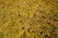 WEIBANG WB457AB 5 hp B&S Briggs & Stratton 750 Series WB457 / WB 457 provzdušňovač trávníku EWIMAX - OFICIÁLNÍ DISTRIBUTOR - AUTORIZOVANÝ PRODEJCE WEIBANG