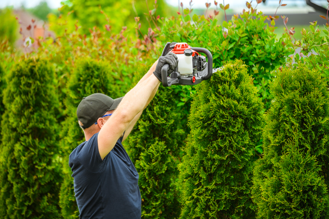 CEDRUS NZ02 SEKATOR SPRINEL SHARPS FOR CRIMINAL TREE AND TREE SHrubs SPRINEL HARVES 61cm - EWIMAX - OFFICIAL DISTRIBUTOR - AUTHORIZED DEALER CEDRUS