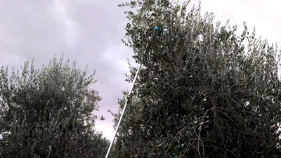 CIFARELLI SC605 SHAKER PROFESSIONAL FRUIT PUMPING PLUMBERS BRANCHES CHERRY PLUMBERS OLIVE etc. PREMIUM CLASS ORCHARD GARDEN WITH HOOK - OFFICIAL DISTRIBUTOR - AUTHORIZED CIFARELLI DEALER