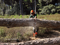 OLEO-MAC GST 360 PROFI PROFESSIONAL SAW CHAIN SAW CHAIN SAW LOPPER LOPPER LOPPER PREMIUM GRADE 50279001E2 EWIMAX-OFFICIAL DISTRIBUTOR - AUTHORIZED OLEO-MAC DEALER