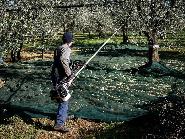 CIFARELLI SC605 SHAKER PROFESSIONAL FRUIT PUMPING PLUMBERS BRANCHES CHERRY PLUMBERS OLIVE etc. PREMIUM CLASS ORCHARD GARDEN WITH HOOK - OFFICIAL DISTRIBUTOR - AUTHORIZED CIFARELLI DEALER