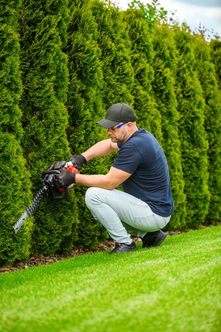 CEDRUS NZ02 SEKATOR SPRINEL SHARPS FOR CRIMINAL TREE AND TREE SHrubs SPRINEL HARVES 61cm - EWIMAX - OFFICIAL DISTRIBUTOR - AUTHORIZED DEALER CEDRUS