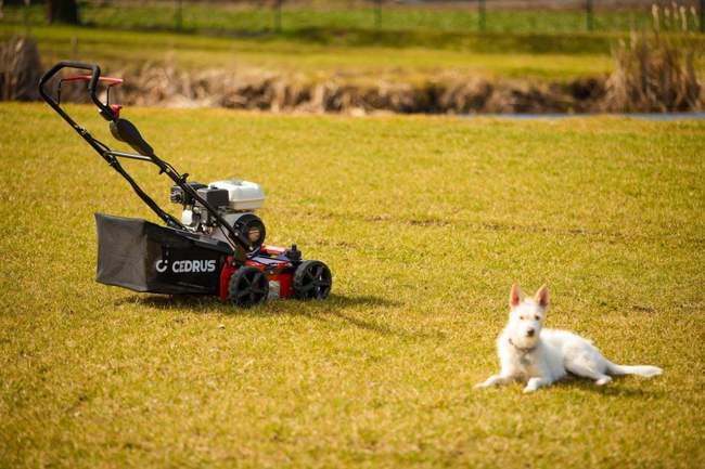 CEDRUS WR01-H WERTYKULATOR SPALINOWY DO TRAWY AREATOR 2w1 6 KM HONDA GP200 - EWIMAX - OFICJALNY DYSTRYBUTOR - AUTORYZOWANY DEALER CEDRUS