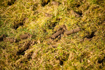 WEIBANG WB517AB SPRINKLING RUBBLE 5 hp B&S Briggs & Stratton 750Series WB517 lawn aerator EWIMAX - OFFICIAL DISTRIBUTOR - AUTHORIZED WEIBANG DEALER