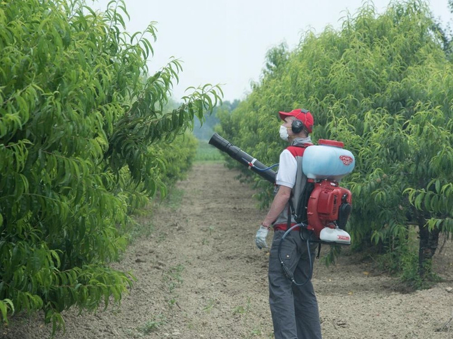 CIFARELLI M1200 DIESEL BACKPACK SPRAYER GARDEN ORCHARD SPRAYER 17L PROFESSIONAL - OFFICIAL DISTRIBUTOR - AUTHORIZED CIFARELLI DEALER