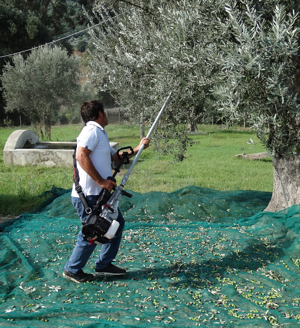 CIFARELLI SC605 SHAKER PROFESSIONAL FRUIT PUMPING PLUMBERS BRANCHES CHERRY PLUMBERS OLIVE etc. PREMIUM CLASS ORCHARD GARDEN WITH HOOK - OFFICIAL DISTRIBUTOR - AUTHORIZED CIFARELLI DEALER