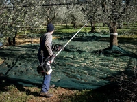 CIFARELLI SC605 SHAKER PROFESSIONAL FRUIT PUMPING PLUMBERS BRANCHES CHERRY PLUMBERS OLIVE etc. PREMIUM CLASS ORCHARD GARDEN WITH HOOK - OFFICIAL DISTRIBUTOR - AUTHORIZED CIFARELLI DEALER