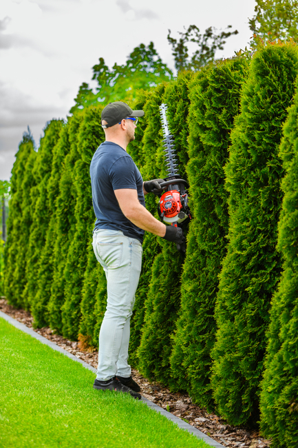 CEDRUS NZ02 SEKATOR SPRINEL SHARPS FOR CRIMINAL TREE AND TREE SHrubs SPRINEL HARVES 61cm - EWIMAX - OFFICIAL DISTRIBUTOR - AUTHORIZED DEALER CEDRUS