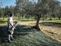 CIFARELLI SC605 SHAKER PROFESSIONAL FRUIT PUMPING PLUMBERS BRANCHES CHERRY PLUMBERS OLIVE etc. PREMIUM CLASS ORCHARD GARDEN WITH HOOK - OFFICIAL DISTRIBUTOR - AUTHORIZED CIFARELLI DEALER